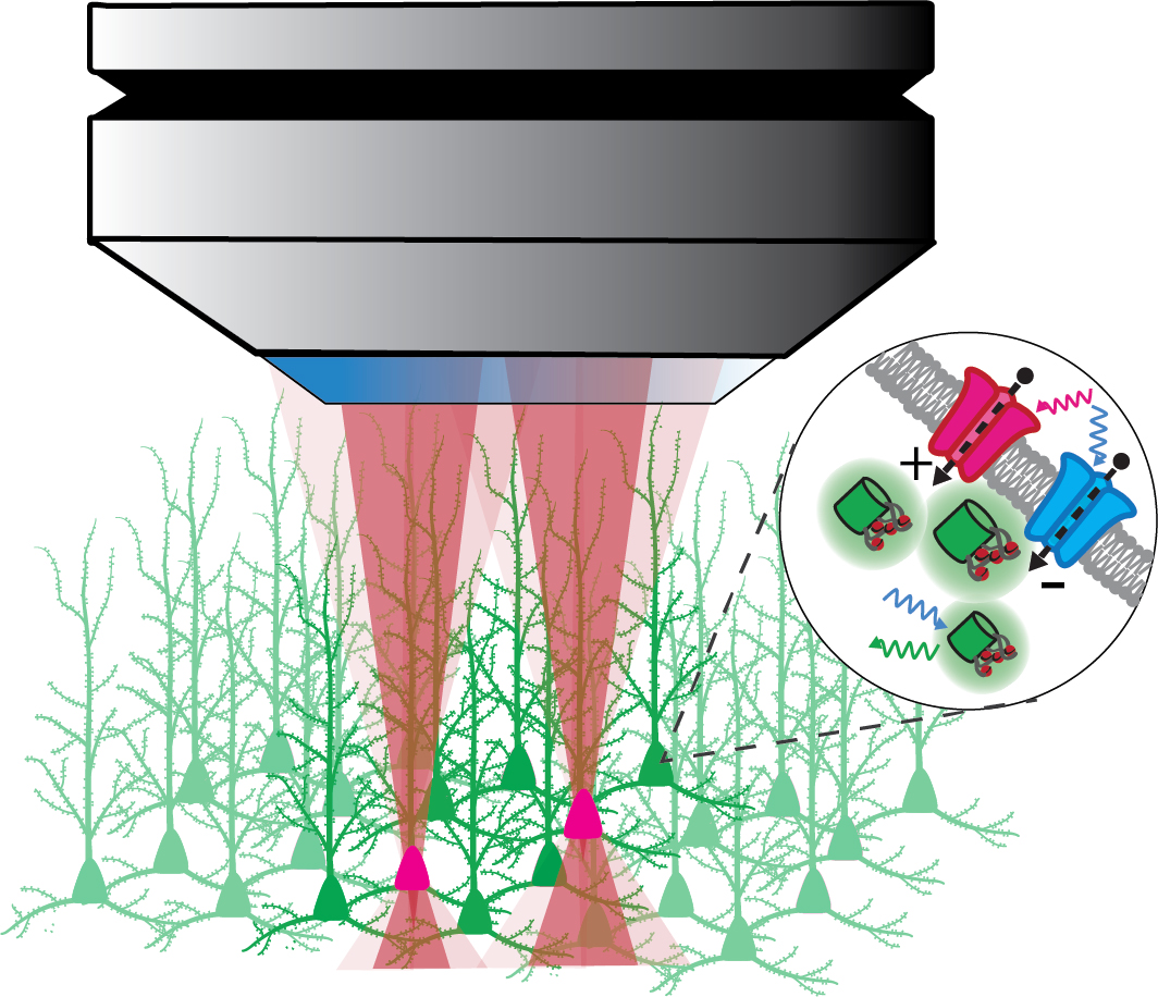 Die Zwei-Photonen-Holografie ermöglicht die optische Kontrolle neuronaler Schaltkreise in 3D mit Einzelzellpräzision und hoher zeitlicher Auflösung. 