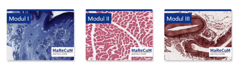 Modulansicht