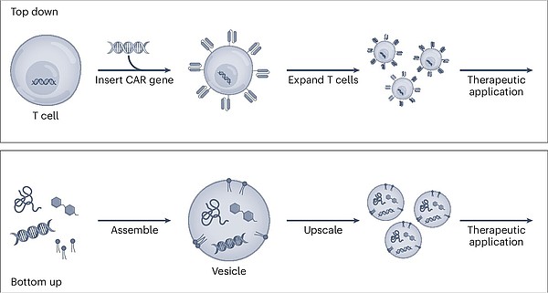 Top-down versus bottom-up synthetic immunology.  Source: Göpfrich K., Platten M., Frischknecht F., Fackler O.T., Nature Nanotechnology. 2024