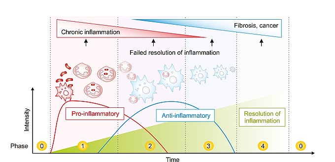 Time course of an acute inflammatory reaction. 