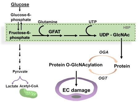 Hyperglycemia-induced activation of hexosamine biosynthesis pathway 